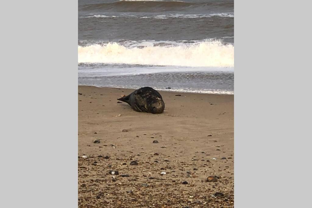 Dog Friendly Cottage 2 Mins To Beach With Hot Tub And Zappi Ev Lessingham Eksteriør billede